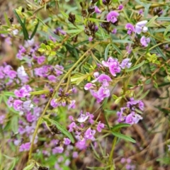 Glycine clandestina (Twining Glycine) at Isaacs, ACT - 6 Oct 2022 by Mike