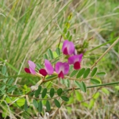Vicia sativa subsp. nigra (Narrow-leaved Vetch) at O'Malley, ACT - 4 Oct 2022 by Mike