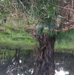 Agave americana (Century Plant) at Yarralumla, ACT - 2 Oct 2021 by grakymhirth@tpg.com