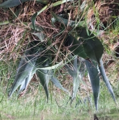 Agave americana at Yarralumla, ACT - 2 Oct 2021