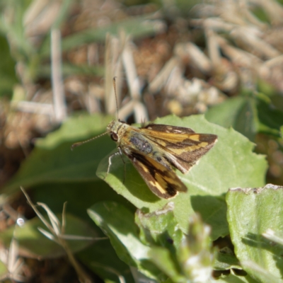 Ocybadistes walkeri (Green Grass-dart) at Chisholm, ACT - 2 Jan 2022 by roman_soroka