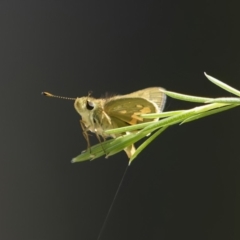 Ocybadistes walkeri at Chisholm, ACT - 3 Jan 2022 09:24 AM