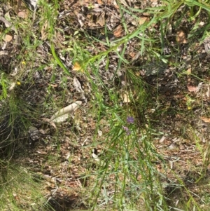 Thelymitra sp. at Yarralumla, ACT - suppressed