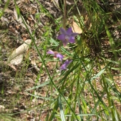 Thelymitra sp. at Yarralumla, ACT - suppressed