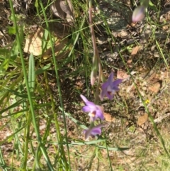 Thelymitra sp. at Yarralumla, ACT - suppressed