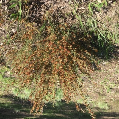 Daviesia genistifolia (Broom Bitter Pea) at Yarralumla, ACT - 11 Sep 2021 by grakymhirth@tpg.com