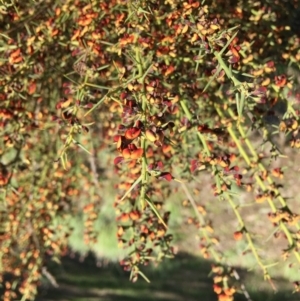 Daviesia genistifolia at Yarralumla, ACT - 12 Sep 2021 08:31 AM