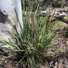 Lomandra longifolia (Spiny-headed Mat-rush, Honey Reed) at Numeralla, NSW - 25 Sep 2022 by Steve_Bok