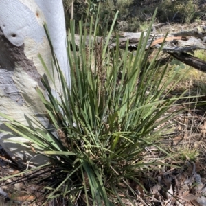 Lomandra longifolia at Numeralla, NSW - 25 Sep 2022