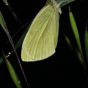 Pieris rapae at Deakin, ACT - 6 Oct 2022 07:17 PM