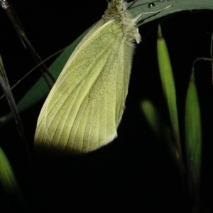 Pieris rapae at Deakin, ACT - 6 Oct 2022 07:17 PM