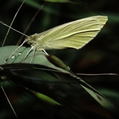 Pieris rapae at Deakin, ACT - 6 Oct 2022 07:17 PM