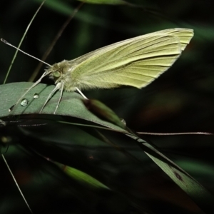 Pieris rapae at Deakin, ACT - 6 Oct 2022