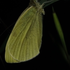 Pieris rapae at Deakin, ACT - 6 Oct 2022 07:17 PM