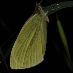 Pieris rapae at Deakin, ACT - 6 Oct 2022 07:17 PM