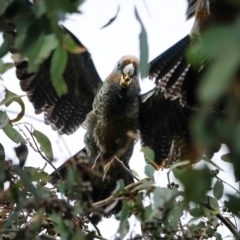 Callocephalon fimbriatum (Gang-gang Cockatoo) at Hughes, ACT - 2 Oct 2022 by Ct1000