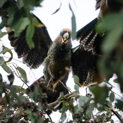 Callocephalon fimbriatum (Gang-gang Cockatoo) at Hughes, ACT - 3 Oct 2022 by Ct1000