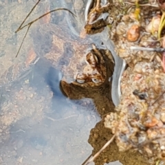 Crinia signifera (Common Eastern Froglet) at Wanniassa Hill - 6 Oct 2022 by Mike