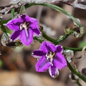 Thysanotus patersonii at Jerrabomberra, ACT - 6 Oct 2022