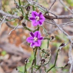 Thysanotus patersonii at Jerrabomberra, ACT - 6 Oct 2022