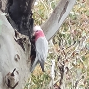 Eolophus roseicapilla at Jerrabomberra, ACT - 6 Oct 2022