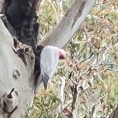 Eolophus roseicapilla at Jerrabomberra, ACT - 6 Oct 2022