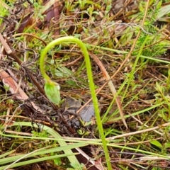 Microseris walteri (Yam Daisy, Murnong) at Wanniassa Hill - 6 Oct 2022 by Mike