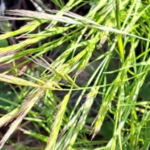 Vulpia bromoides at Watson, ACT - 2 Oct 2022