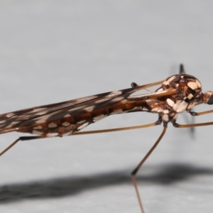 Ischnotoma (Ischnotoma) eburnea at Acton, ACT - 6 Oct 2022 10:59 AM