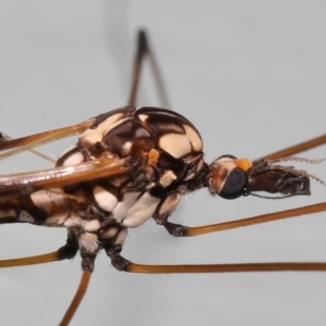 Ischnotoma (Ischnotoma) eburnea at Acton, ACT - 6 Oct 2022 10:59 AM