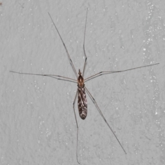 Ischnotoma (Ischnotoma) eburnea at Acton, ACT - 6 Oct 2022 10:59 AM