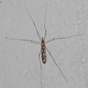 Ischnotoma (Ischnotoma) eburnea at Acton, ACT - 6 Oct 2022 10:59 AM