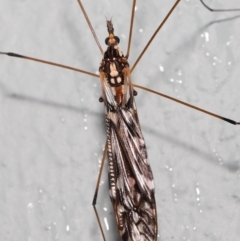 Ischnotoma (Ischnotoma) eburnea at Acton, ACT - 6 Oct 2022 10:59 AM