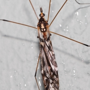 Ischnotoma (Ischnotoma) eburnea at Acton, ACT - 6 Oct 2022