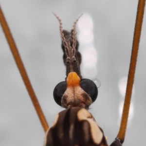 Ischnotoma (Ischnotoma) eburnea at Acton, ACT - 6 Oct 2022 10:59 AM