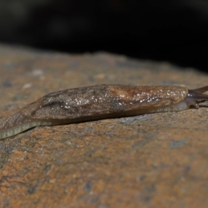 Cystopelta sp. (genus) at Acton, ACT - 5 Oct 2022 10:52 AM