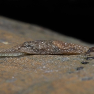 Cystopelta sp. (genus) at Acton, ACT - 5 Oct 2022 10:52 AM