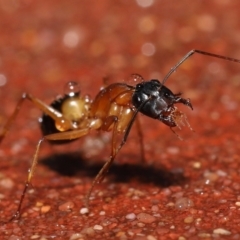 Camponotus consobrinus (Banded sugar ant) at ANBG - 5 Oct 2022 by TimL