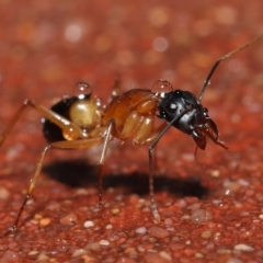 Camponotus consobrinus at Acton, ACT - 6 Oct 2022 10:56 AM