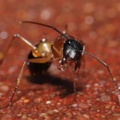 Camponotus consobrinus at Acton, ACT - 6 Oct 2022