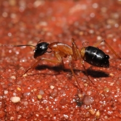 Camponotus consobrinus at Acton, ACT - 6 Oct 2022