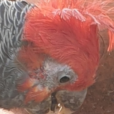 Callocephalon fimbriatum (Gang-gang Cockatoo) at Holder, ACT - 3 Oct 2022 by MichaelMulvaney