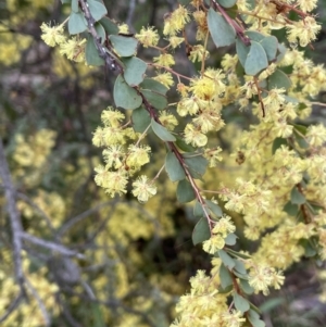 Acacia pravissima at Yarralumla, ACT - 6 Oct 2022 05:48 PM