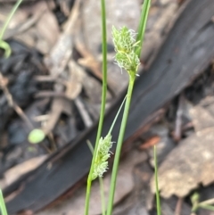 Carex inversa (Knob Sedge) at Yarralumla, ACT - 6 Oct 2022 by JaneR