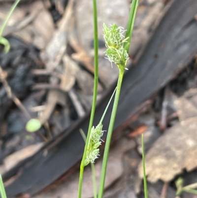 Carex inversa (Knob Sedge) at Yarralumla, ACT - 6 Oct 2022 by JaneR