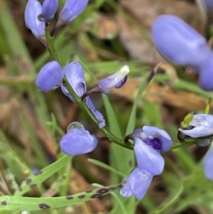 Comesperma volubile at Yarralumla, ACT - 6 Oct 2022