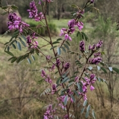 Indigofera australis subsp. australis (Australian Indigo) at Currawang, NSW - 7 Oct 2022 by camcols