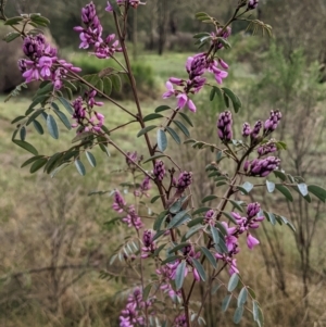 Indigofera australis subsp. australis at Currawang, NSW - 7 Oct 2022