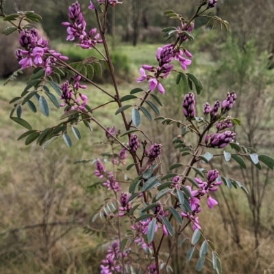 Indigofera australis subsp. australis (Australian Indigo) at Currawang, NSW - 7 Oct 2022 by camcols