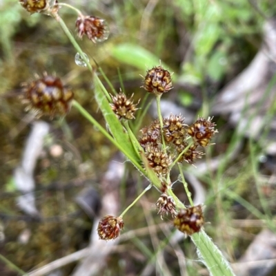 Luzula densiflora (Dense Wood-rush) at Yarralumla, ACT - 6 Oct 2022 by JaneR
